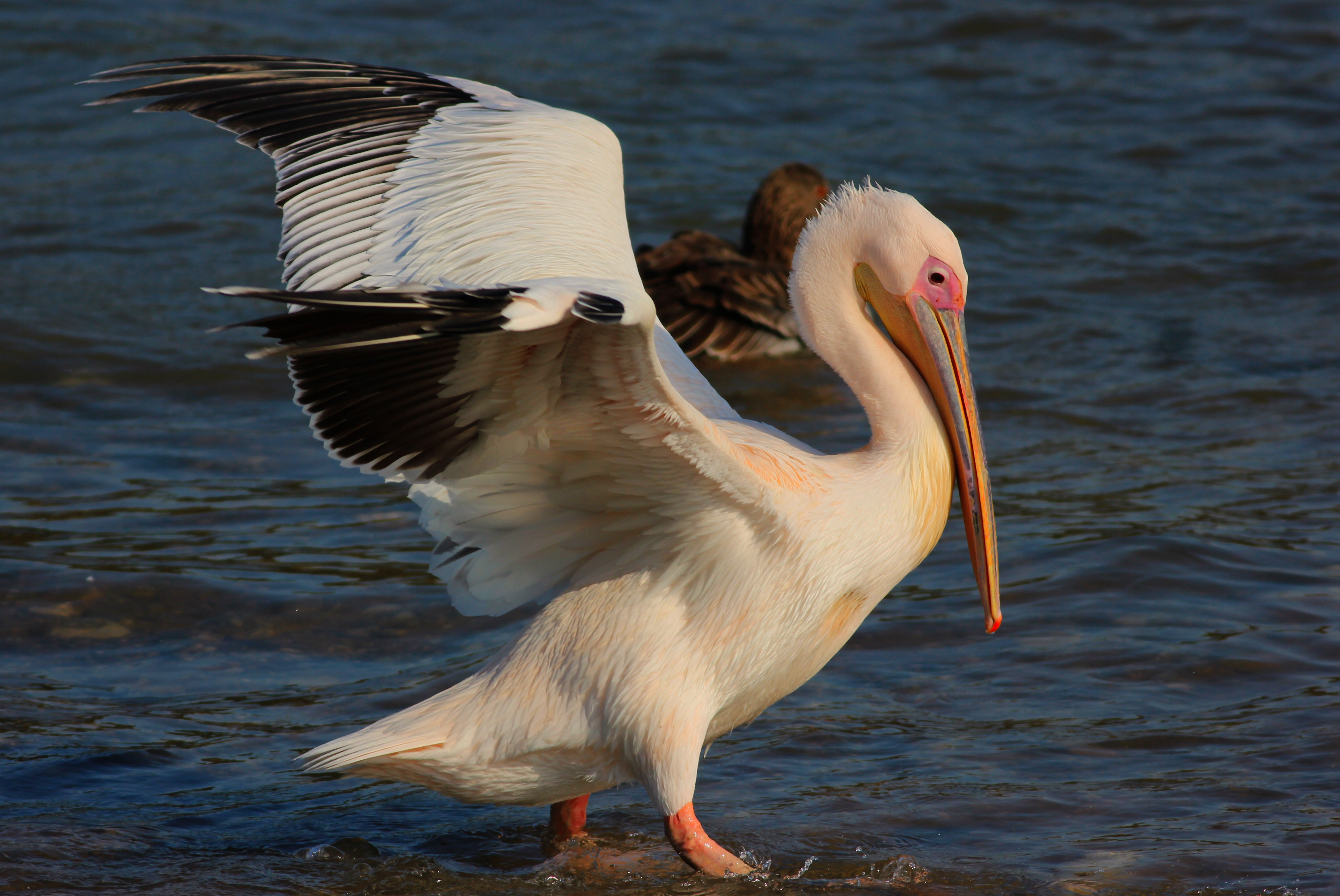 Great White Pelican